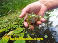 /home//u458753944/public_html/sourcegallery////////Frogs/Bullfrogs 2016-08 Ontario/P8120035.JPG